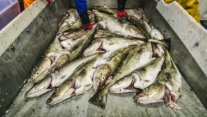 FeromÃ´nios para peixes: como funcionam, seus benefÃ­cios e seu uso na pesca em 2023