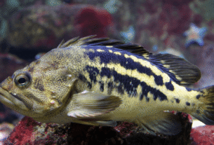 Dicas para Alimentação de Peixes Exóticos em Aquários