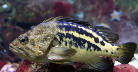 Dicas para Alimentação de Peixes Exóticos em Aquários: Guia Completo 2023