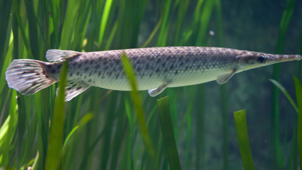 Alimentação do Peixe Boca de Jacaré