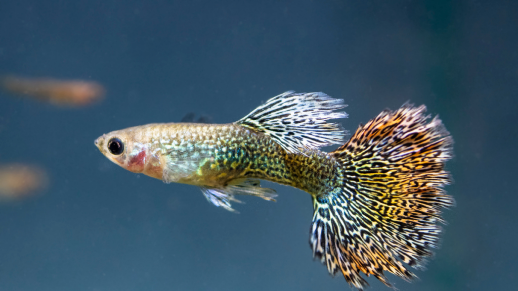 Alimentação do Peixe Gupy