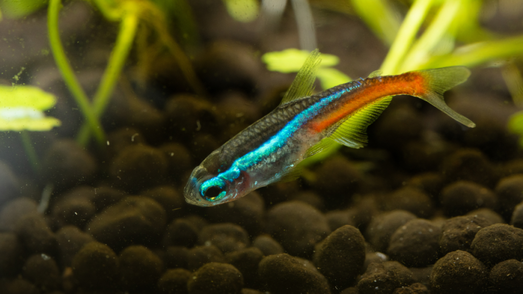 Alimentação dos Peixes Tetra Neon Innesi