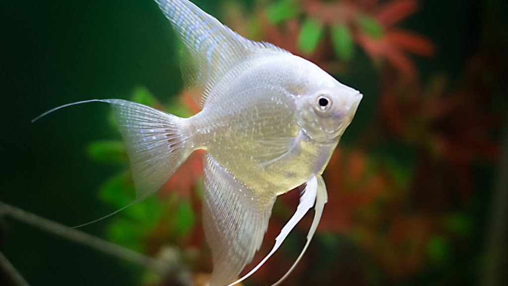 Características do Peixe Acará Bandeira