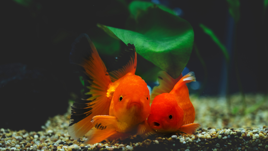 Cuidados com o Peixe Kinguio Oranda