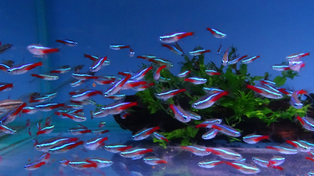 Cuidados com o Peixe Tetra Neon Innesi