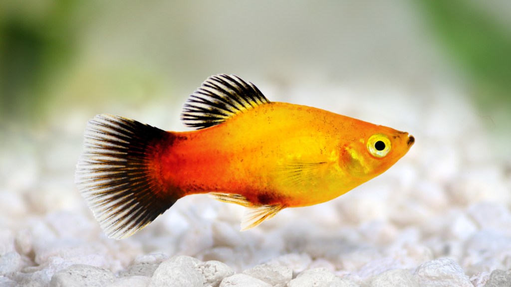 Cuidados com o peixe platy