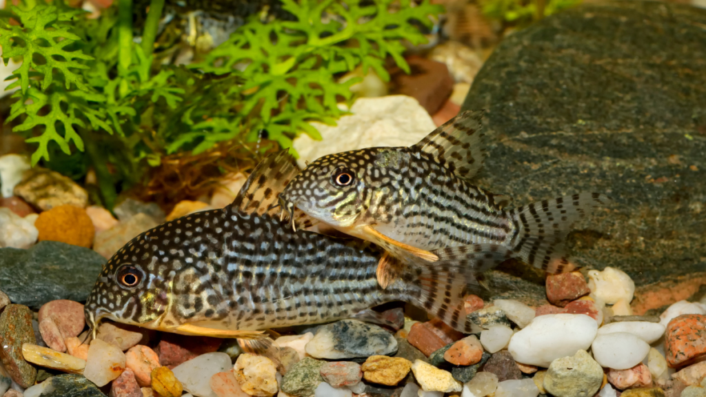 Cuidados com os Peixes Corydora