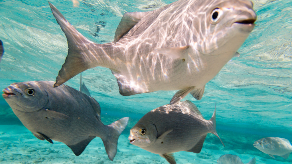 Cuidados com peixes de água salgada