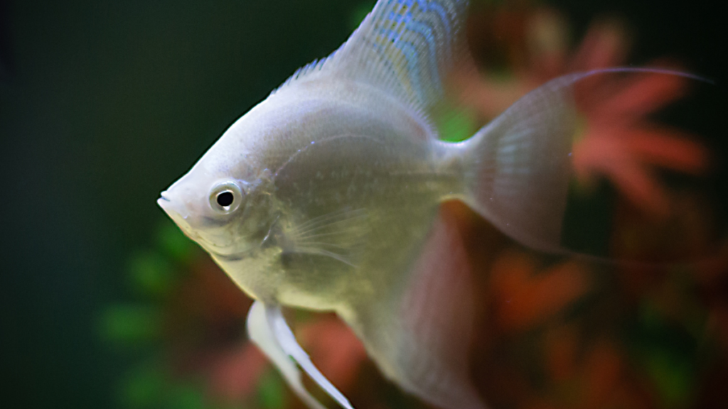 Cuidados e Manutenção do Peixe Acará Bandeira