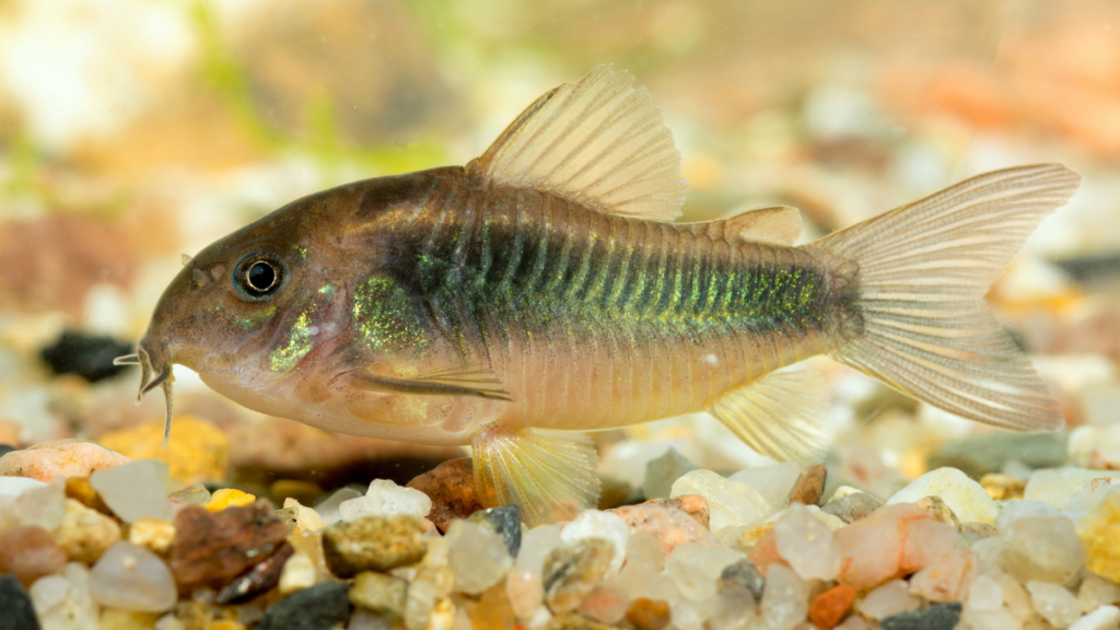 Dicas de cuidados com as corydoras