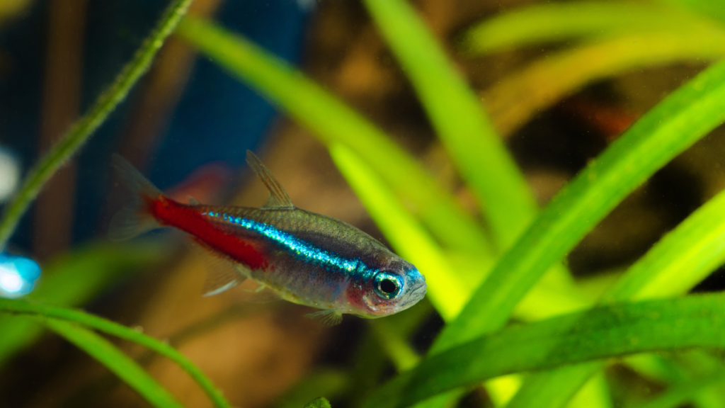 Doenças do Peixe Tetra Neon Innesi