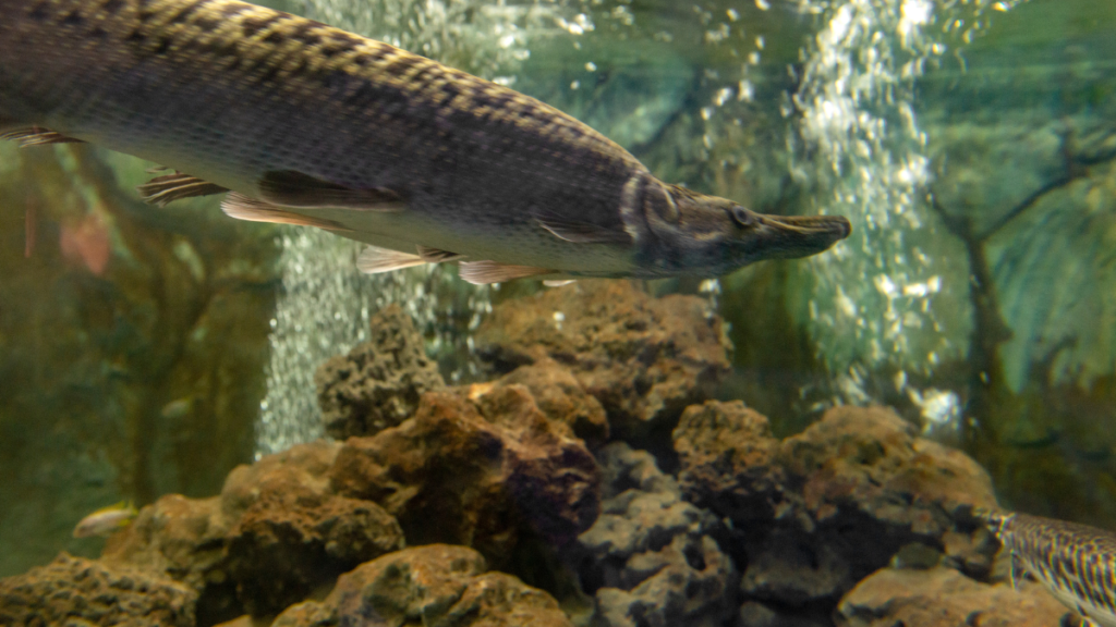 Espécie de Peixe Boca de Jacaré