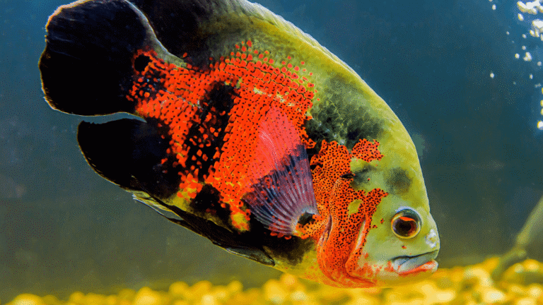 Peixe Oscar: Cuidados e características para manter um aquário saudável ...
