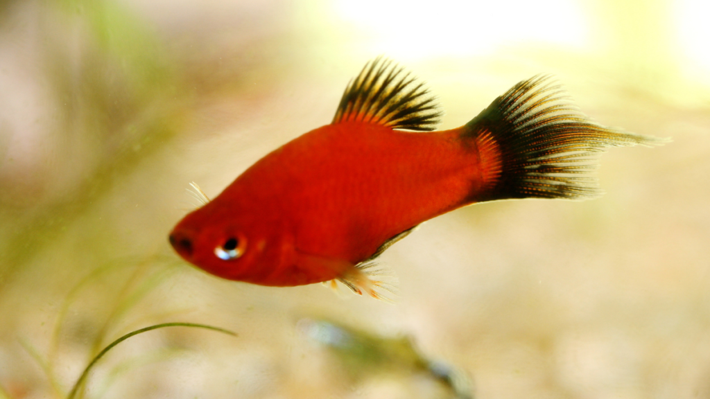 Necessidades de água do peixe platy