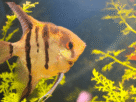 Peixe Acará Bandeira