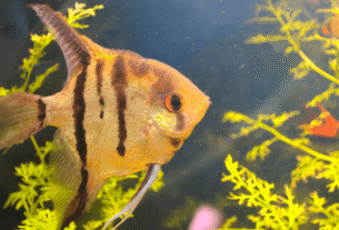 Peixe Acará Bandeira