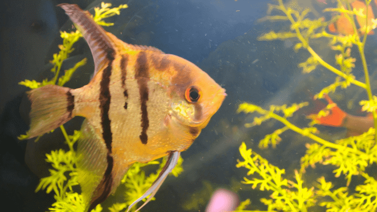 Peixe Acará Bandeira: Guia Completo para Criar, Cuidar e Entender Essa ...