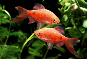 Peixe Barbo Rosado