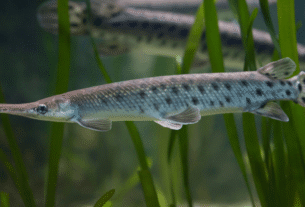 Peixe Boca de Jacaré