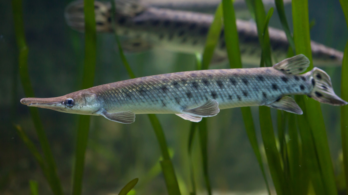 Peixe Boca de Jacaré