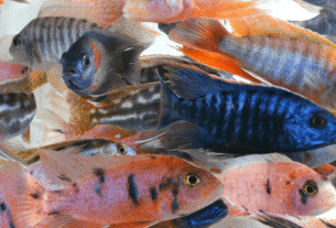 Peixe Ciclídeos Africanos