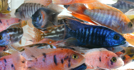 Peixe Ciclídeos Africanos: Guia Completo e Cuidados Essenciais em 2023