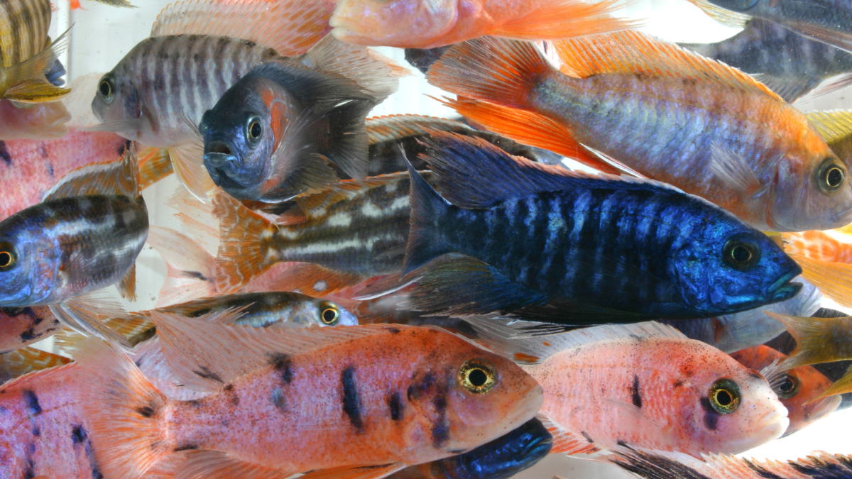 Peixe Ciclídeos Africanos: Guia Completo e Cuidados Essenciais em 2023