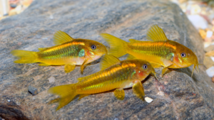 Peixe Corydora: Conheça Esse Exótico Peixe para Aquários uma Opção para 2023