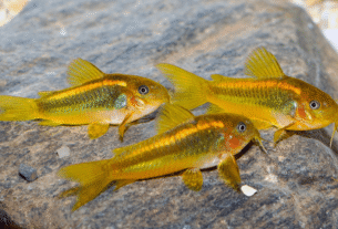 Peixe Corydora