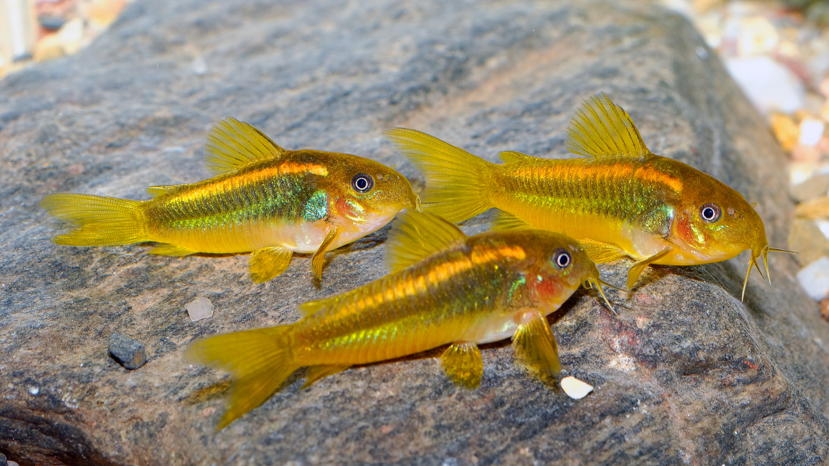 Peixe Corydora