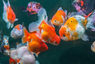 Peixe Kinguio Oranda