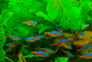 Peixe Neon Cardinal
