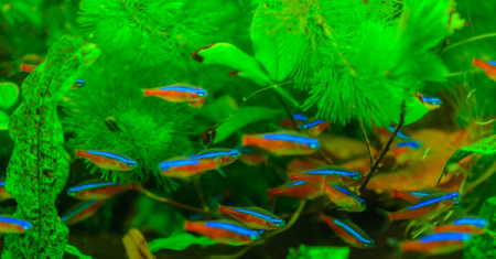 Peixe Neon Cardinal: Guia Completo para Criar e Cuidar de Neons Cardinal em Aquários em 2023