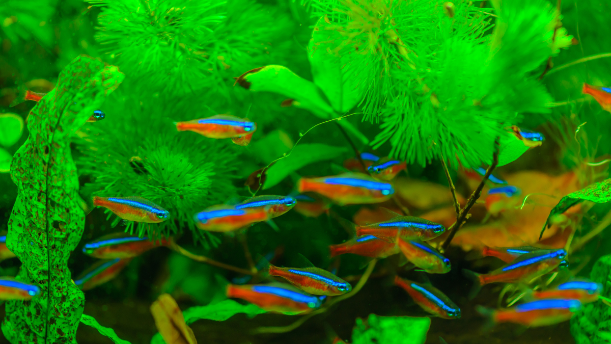 Peixe Neon Cardinal