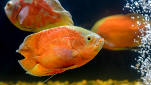 Peixe Oscar: Cuidados e características para manter um aquário saudável em 2023