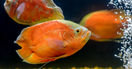 Peixe Oscar: Cuidados e características para manter um aquário saudável em 2023