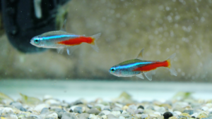 Peixe Tetra Neon Innesi: Saiba tudo sobre esse deslumbrante peixinho em 2023