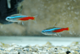 Peixe Tetra Neon Innesi