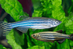 Peixe Zebrinha