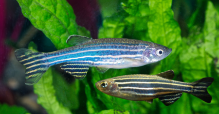 Peixe Zebrinha: Saiba tudo sobre essa espécie exótica no Brasil em 2023