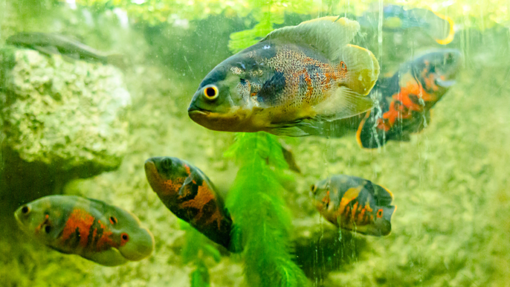 Peixes de Água Doce versus Peixes de Água Salgada