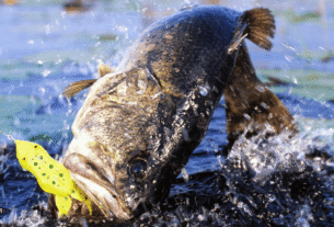 Peixes de Água Doce x Água Salgada