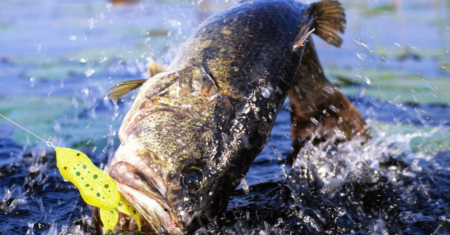 Peixes de Água Doce x Água Salgada: Qual Escolher em 2023?
