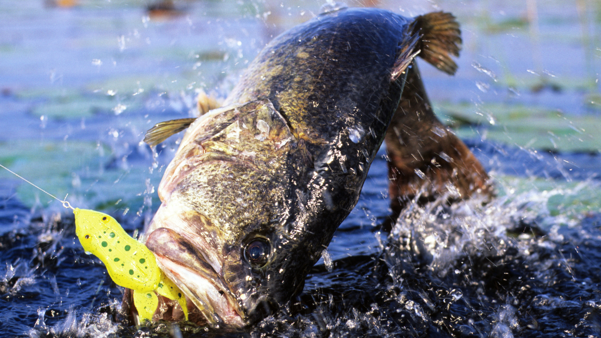 Peixes de Água Doce x Água Salgada