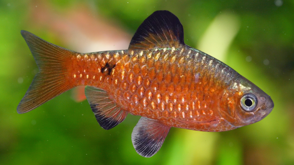 Preço do Peixe Barbo Rosado