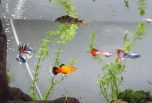 Top 5 melhores peixes resistentes para aquário de água doce no Brasil