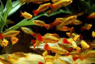 Tudo sobre o peixe platy