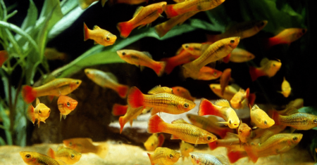 Tudo sobre o peixe platy: cuidados, alimentação e reprodução em 2023