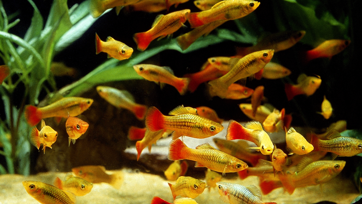 Tudo sobre o peixe platy