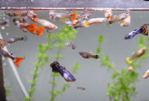 tudo sobre o peixe gupy